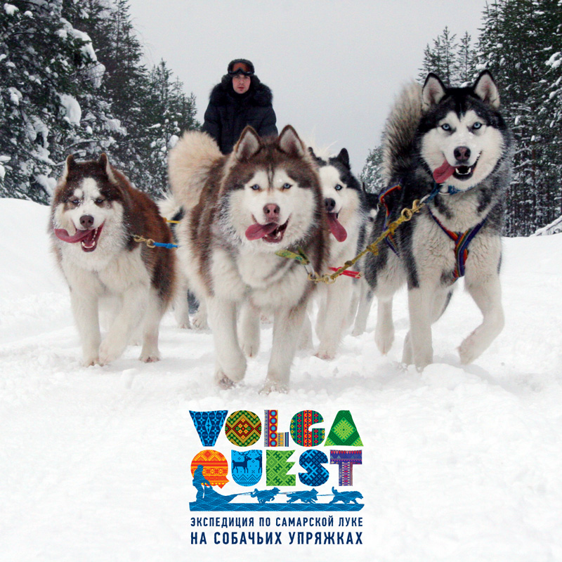 VOLGA QUEST. Экспедиция по Самарской Луке на собачьих упряжках